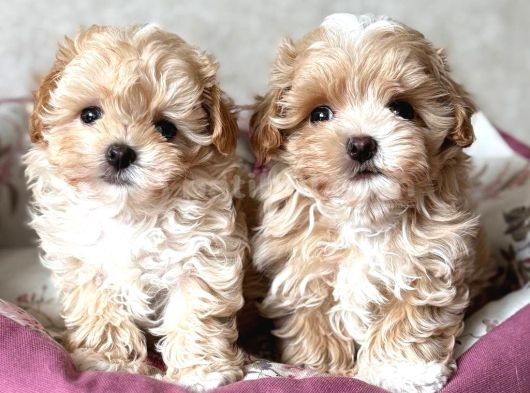 Kahve Tonlu Malti̇poo Ci̇nsi̇ Yavrular görsel