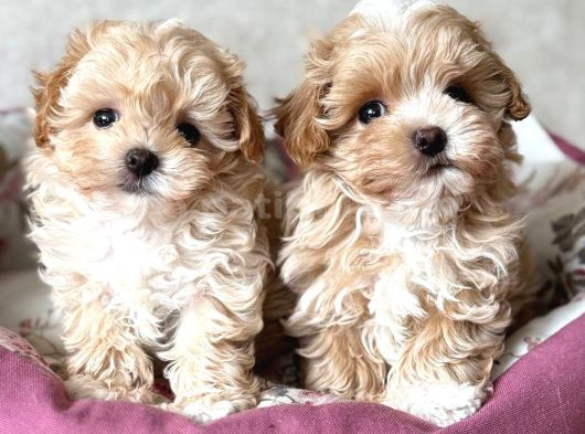 Kahve Tonlu Malti̇poo Ci̇nsi̇ Yavrular görsel