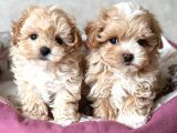 KAHVE TONLU MALTİPOO CİNSİ YAVRULAR