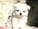 KAR BEYAZ MALTESE TERRİER CİNSLERİ