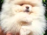 Petmode Köpek Çifliğinde Fcı Export Sçr Belgeli Pomeranian