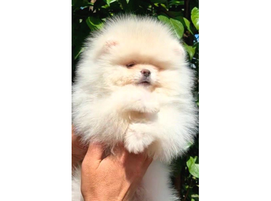 Petmode Köpek Çifliğinde Fcı Export Sçr Belgeli Pomeranian görsel