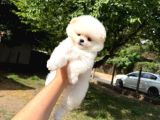 Orjinal Pomeranian Boo