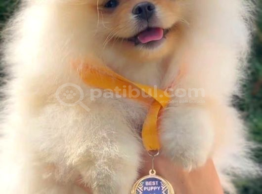 Petmode Köpek Çifliğinde Fcı Export Sçr Belgeli Pomeranian görsel