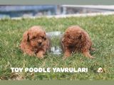 Toy Poodle Red Brown Yavrularimiz Yeni̇ Ai̇leleri̇ni̇ Bekli̇yor