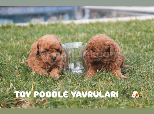 Toy Poodle Red Brown Yavrularimiz Yeni̇ Ai̇leleri̇ni̇ Bekli̇yor görsel