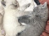 2 Bucuk Aylık Yavru Kediler Beyoğlu