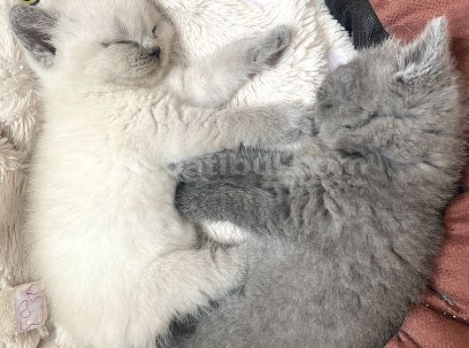 2 Bucuk Aylık Yavru Kediler Beyoğlu görsel
