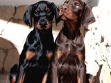 Veteri̇ner Kli̇ni̇ği̇nde Tesli̇m Doberman Bebekler