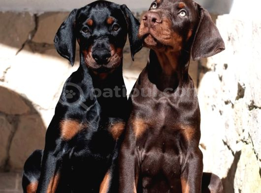 Veteri̇ner Kli̇ni̇ği̇nde Tesli̇m Doberman Bebekler görsel