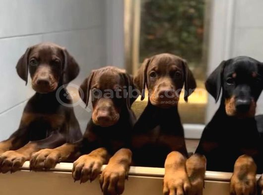 VETERİNER KLİNİĞİNDE TESLİM DOBERMAN BEBEKLER