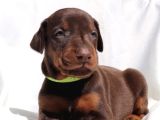 Veteri̇ner Kli̇ni̇ği̇nde Tesli̇m Doberman Bebekler