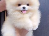 Mini Ve Sevimli Ayı Surat Pomeranian Bebekler