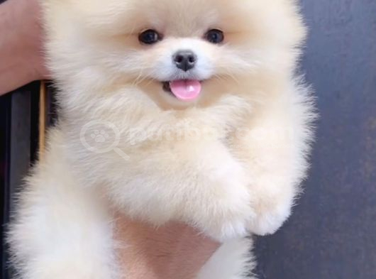 Mini Ve Sevimli Ayı Surat Pomeranian Bebekler görsel