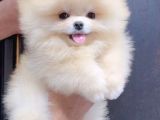 Mini Ve Sevimli Ayı Surat Pomeranian Bebekler