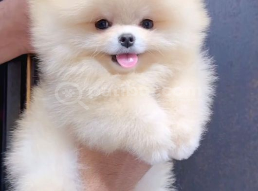 Mini Ve Sevimli Ayı Surat Pomeranian Bebekler görsel