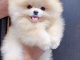 Mini Ve Sevimli Ayı Surat Pomeranian Bebekler