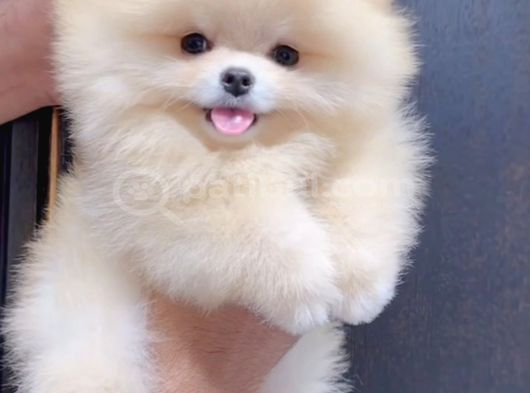 Mini Ve Sevimli Ayı Surat Pomeranian Bebekler