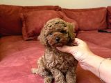 Red Brown Büyümeyen Toy Poodle Bebekler