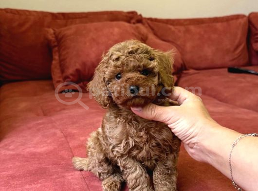 Red Brown Büyümeyen Toy Poodle Bebekler görsel