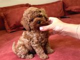 Red Brown Büyümeyen Toy Poodle Bebekler