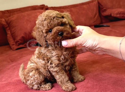 Red Brown Büyümeyen Toy Poodle Bebekler görsel