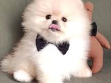 Boo Pomeranian Ayıcık Surat Bebekler Yuva Bekliyor