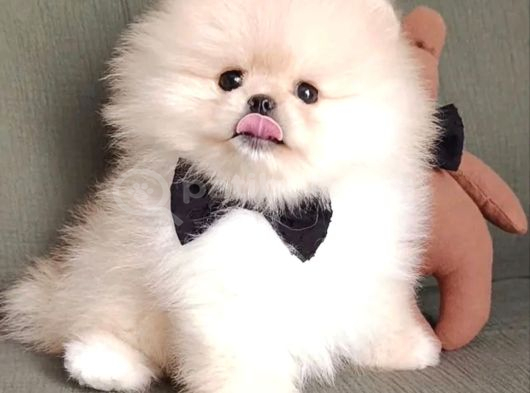 Boo Pomeranian Ayıcık Surat Bebekler Yuva Bekliyor