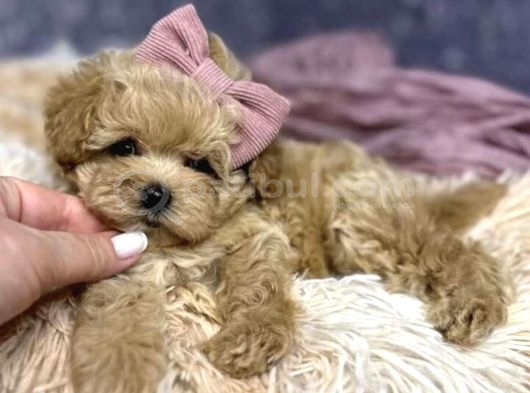 Maltipoo Sağlık Garantili Yavrular