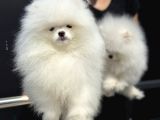 Petmode Köpek Çifliğinde Fcı Export Sçr Belgeli Pomeranian