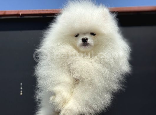 Petmode Köpek Çifliğinde Fcı Export Sçr Belgeli Pomeranian görsel