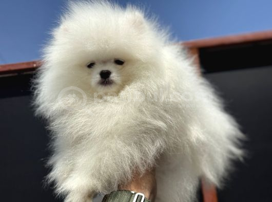 Petmode Köpek Çifliğinde Fcı Export Sçr Belgeli Pomeranian görsel