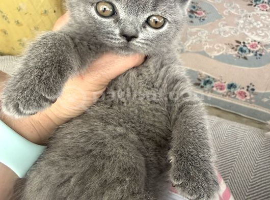 2 Bucuk Aylık Yavru Kediler Beyoğlu görsel