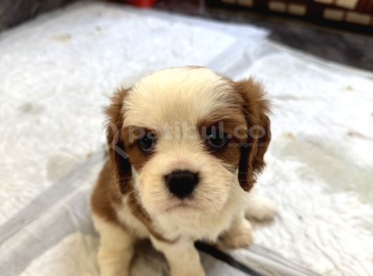 2 Dişi 1 Erkek Cavalier Yavruları görsel
