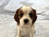 2 Dişi 1 Erkek Cavalier Yavruları