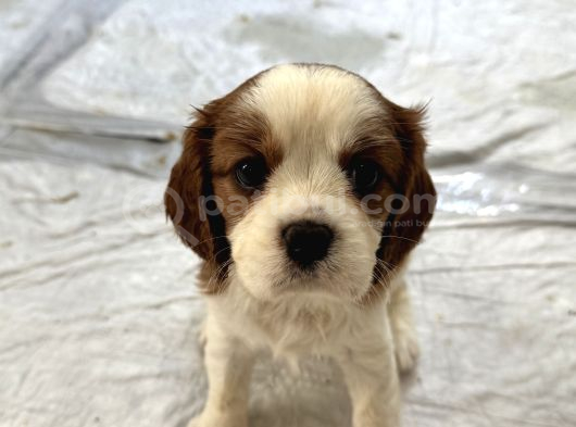 2 Dişi 1 Erkek Cavalier Yavruları görsel
