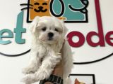 Petmode Köpek Çiftliğinden Tea Cup Kore Kan Maltese
