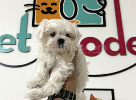 Petmode Köpek Çiftliğinden Tea Cup Kore Kan Maltese görsel