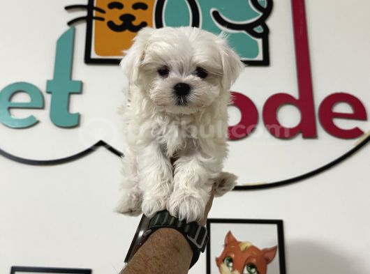 Petmode Köpek Çiftliğinden Tea Cup Kore Kan Maltese görsel