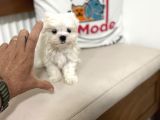 Petmode köpek çiftliğinden tea cup kore kan maltese