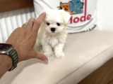 Petmode Köpek Çiftliğinden Tea Cup Kore Kan Maltese