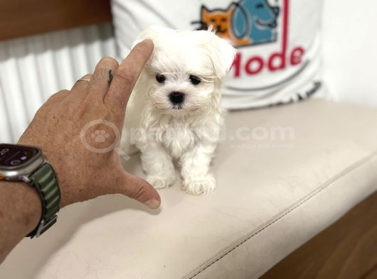 Petmode Köpek Çiftliğinden Tea Cup Kore Kan Maltese görsel