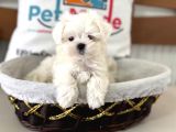 Petmode Köpek Çiftliğinden Tea Cup Kore Kan Maltese
