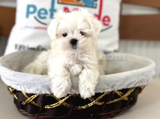 Petmode Köpek Çiftliğinden Tea Cup Kore Kan Maltese görsel