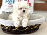 Petmode Köpek Çiftliğinden Tea Cup Kore Kan Maltese