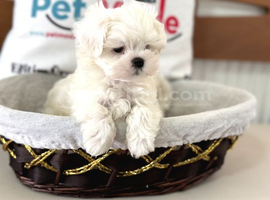 Petmode Köpek Çiftliğinden Tea Cup Kore Kan Maltese görsel