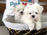 Petmode Köpek Çiftliğinden Tea Cup Kore Kan Maltese