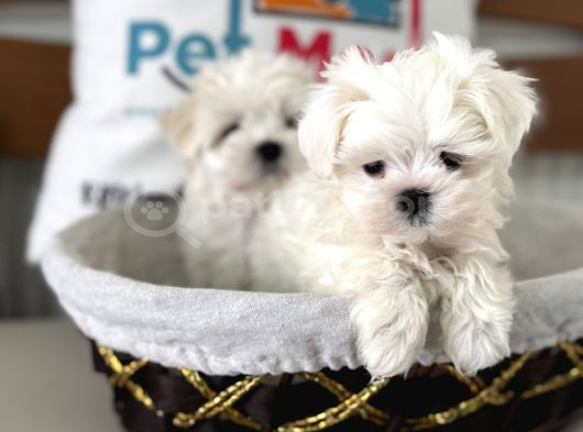 Petmode Köpek Çiftliğinden Tea Cup Kore Kan Maltese görsel