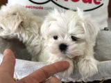 Petmode Köpek Çiftliğinden Tea Cup Kore Kan Maltese
