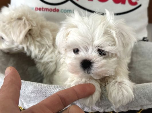 Petmode Köpek Çiftliğinden Tea Cup Kore Kan Maltese görsel